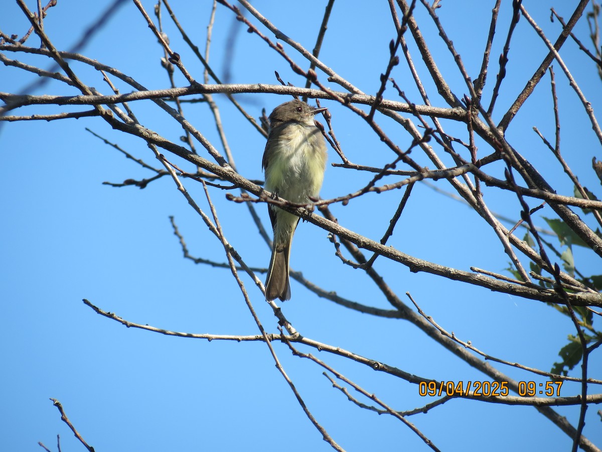 Eastern Phoebe - ML641348806