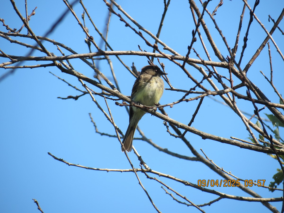 Eastern Phoebe - ML641348807