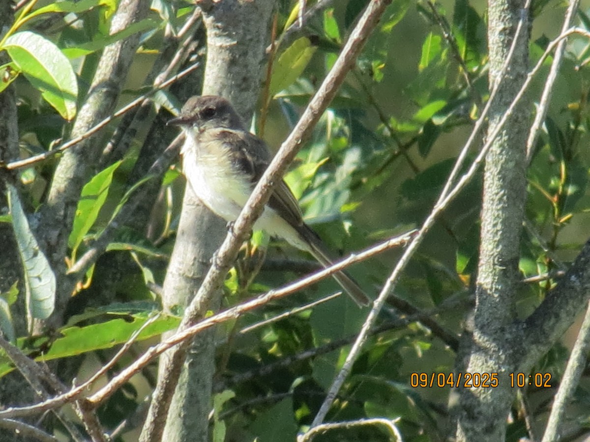 Eastern Phoebe - ML641348808