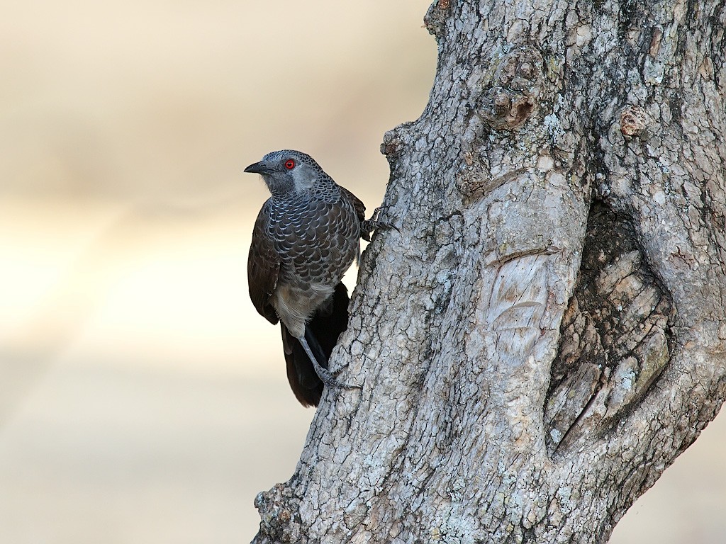 White-rumped Babbler - ML641348809