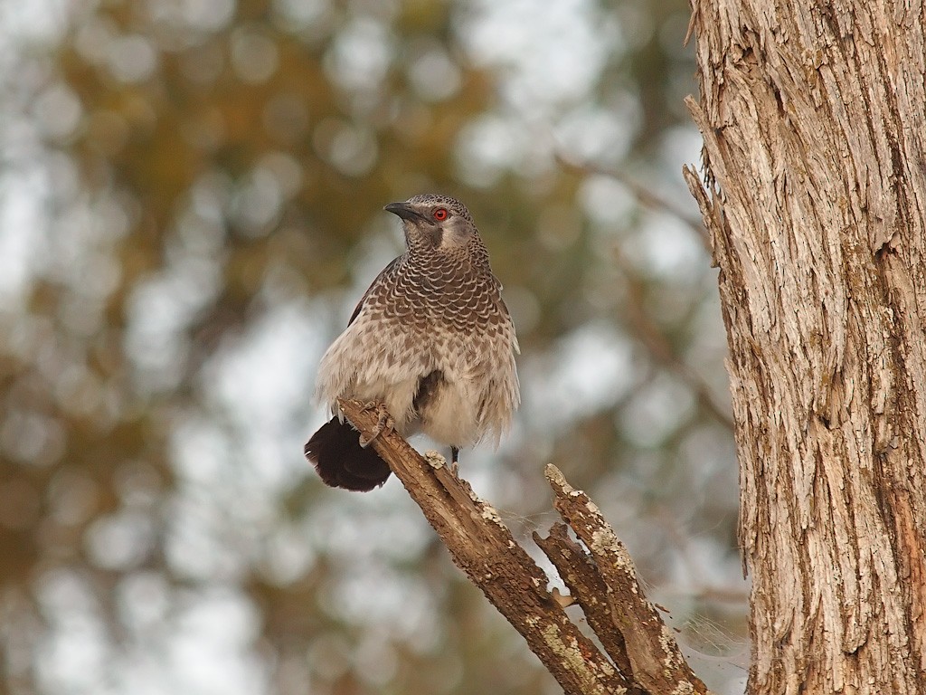White-rumped Babbler - ML641348812