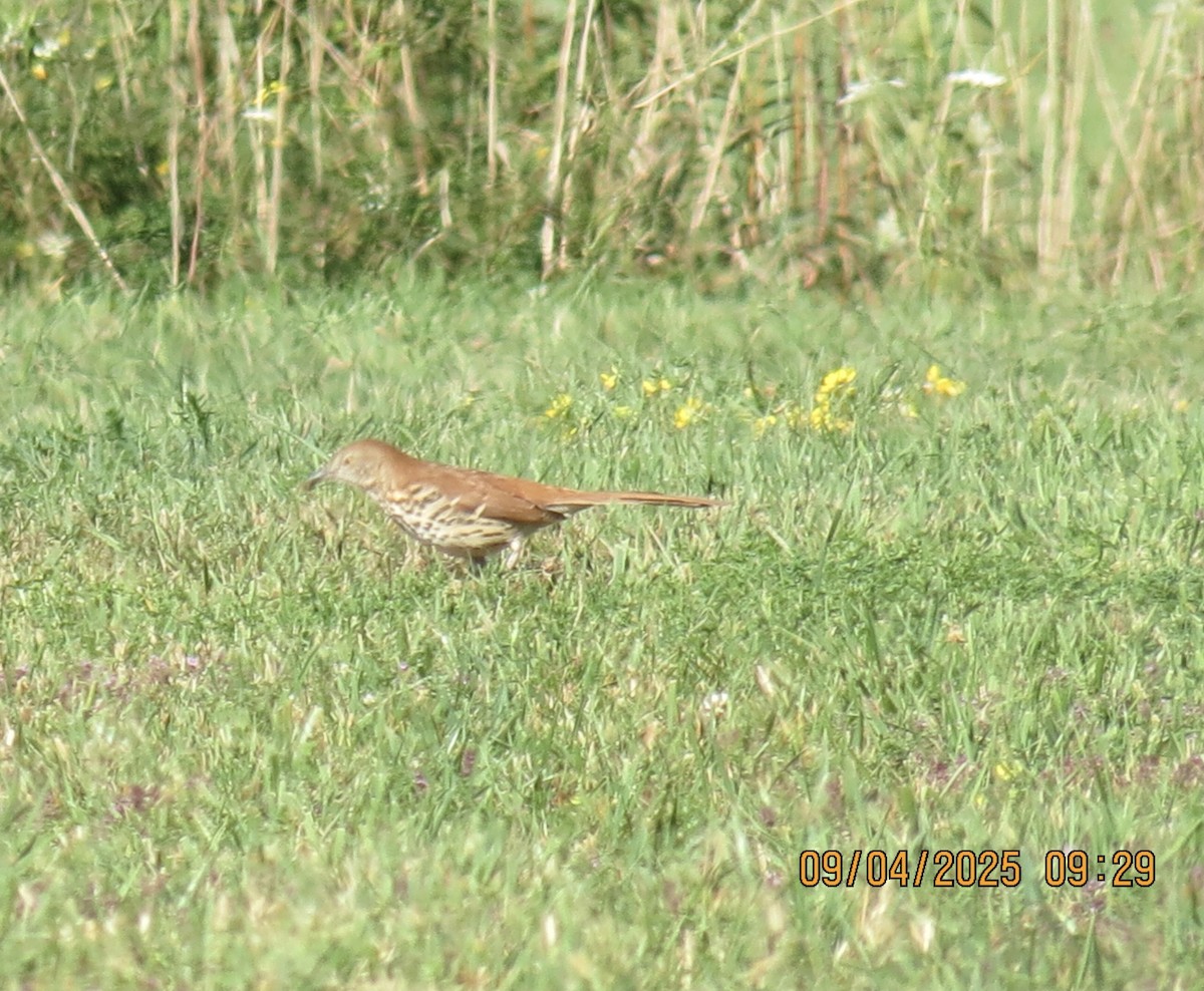 Brown Thrasher - ML641348827