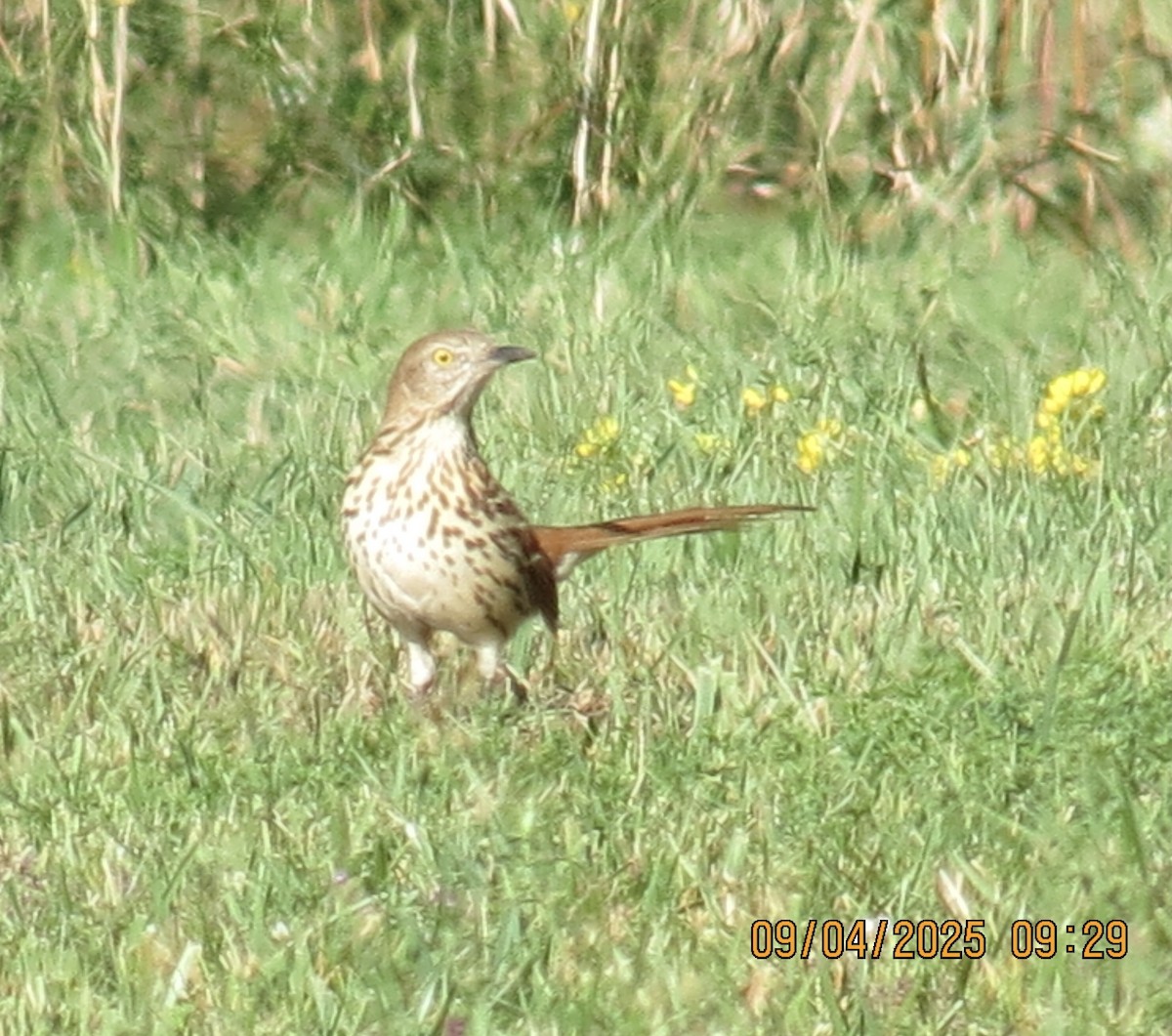 Brown Thrasher - ML641348828