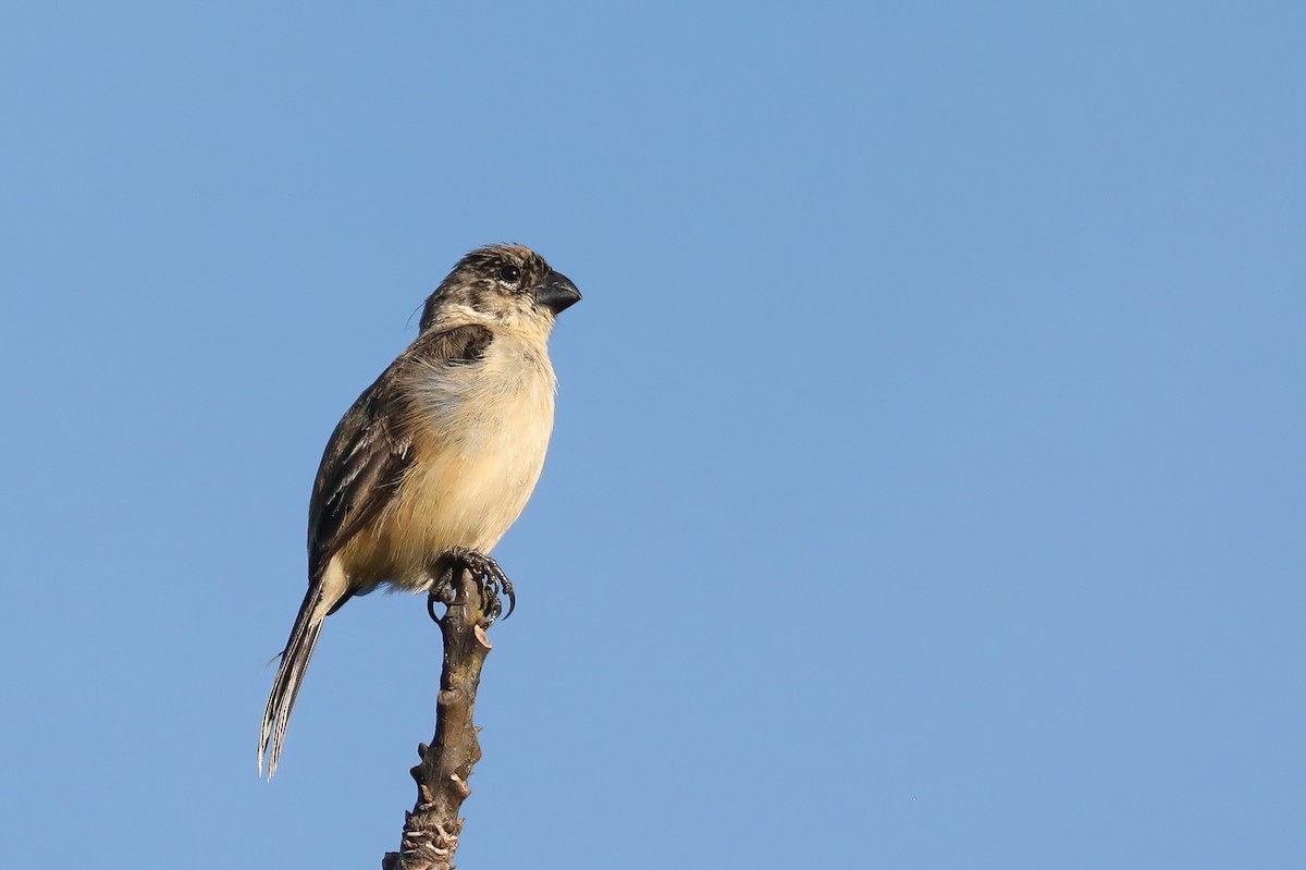 Morelet's Seedeater - ML641348832