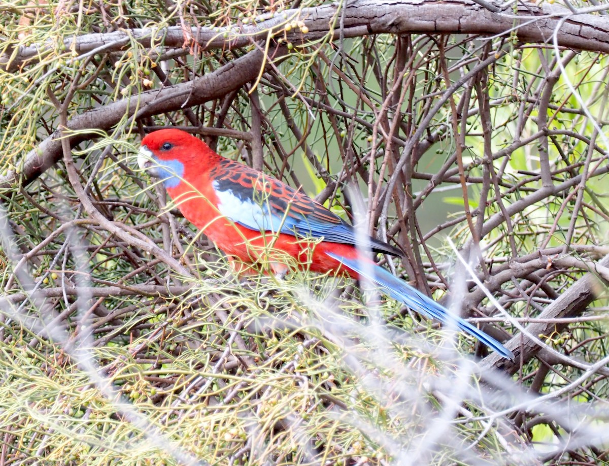 Crimson Rosella (Crimson) - ML641348834