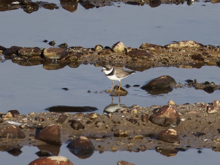 Semipalmated Plover - ML641348843