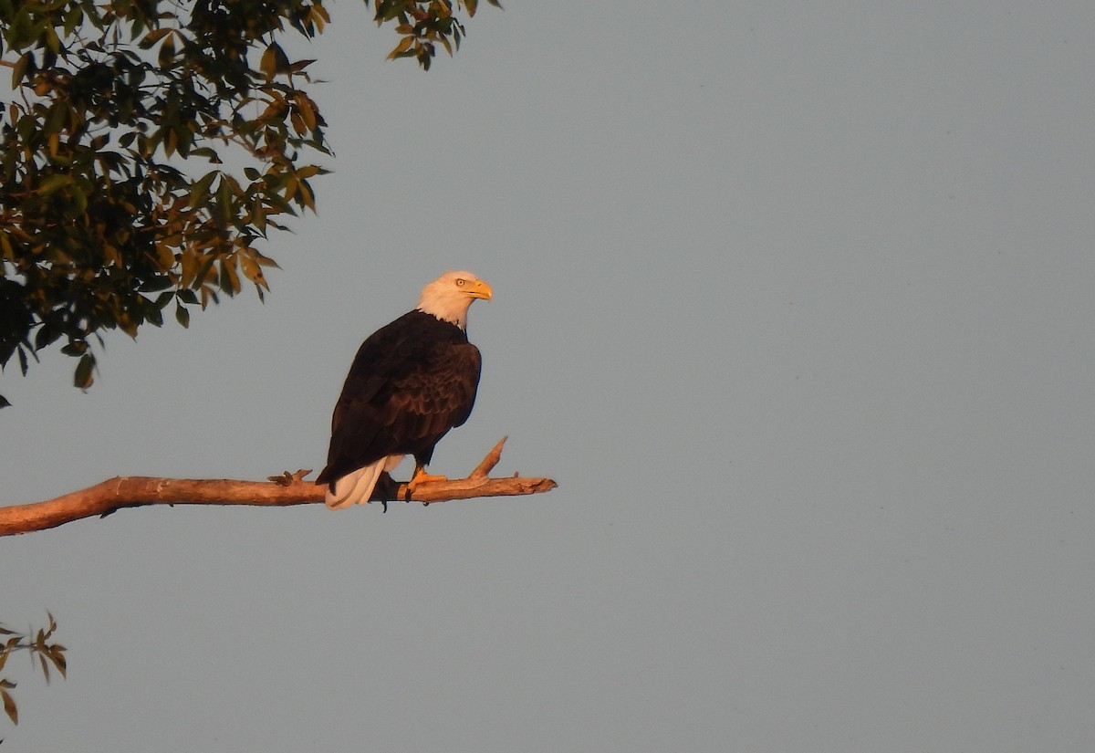Bald Eagle - ML641348846