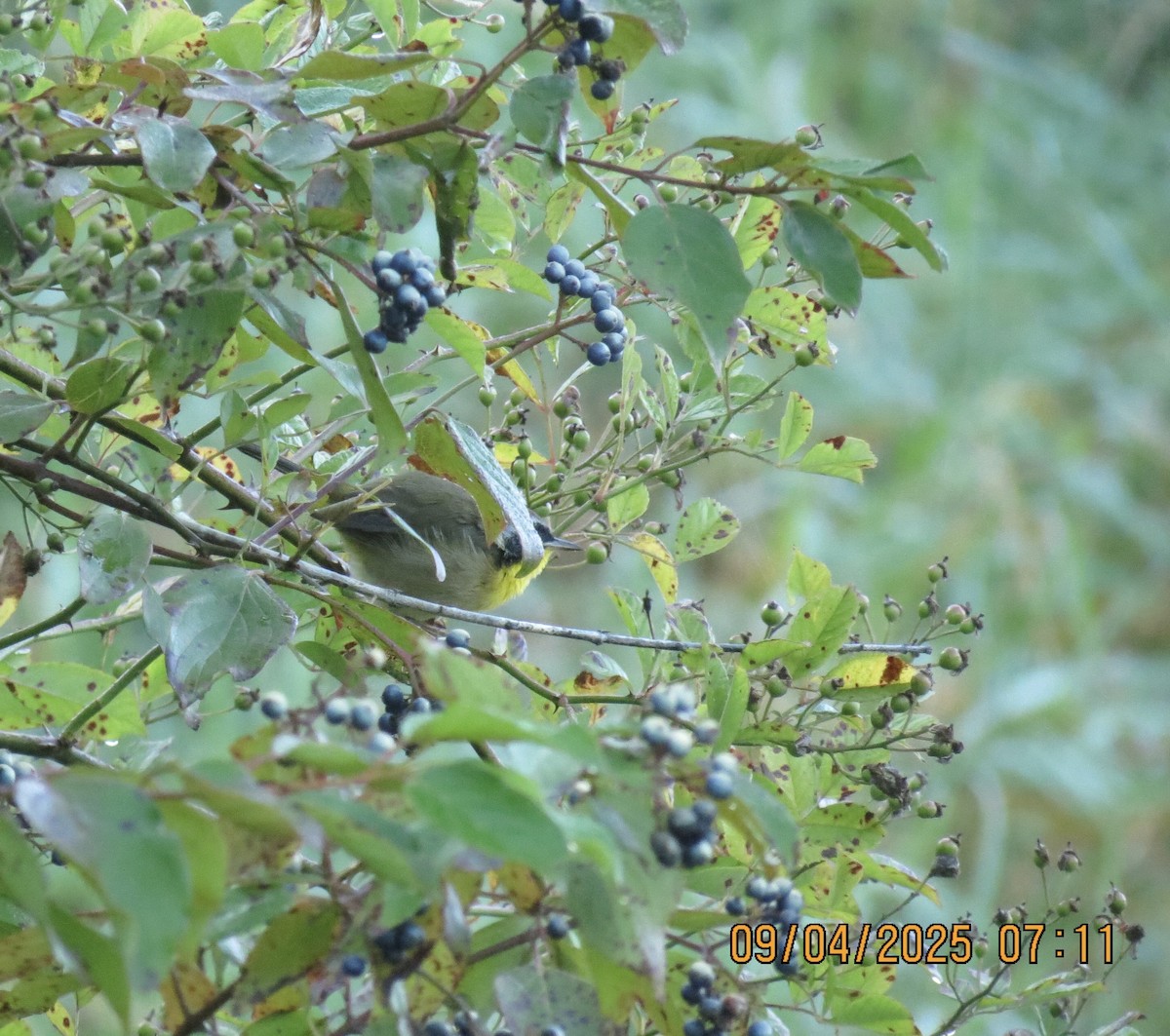 Common Yellowthroat - ML641348847