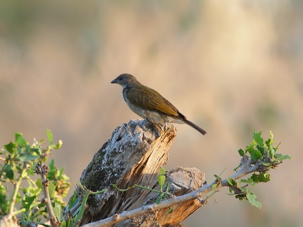 Scaly-throated Honeyguide - ML641348854