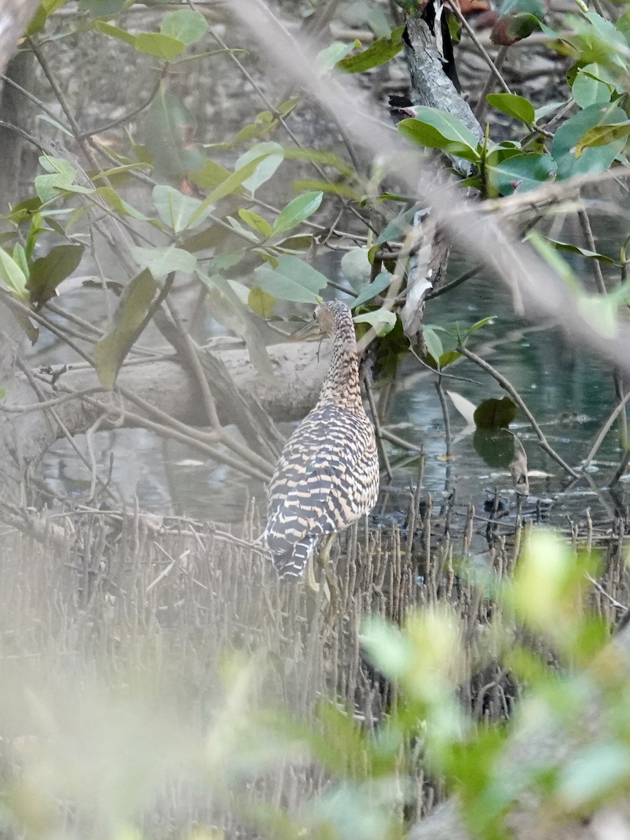 Bare-throated Tiger-Heron - ML641348856