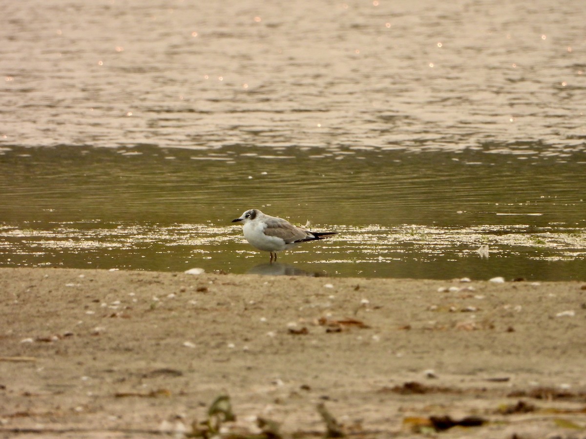 Franklin's Gull - ML641348858