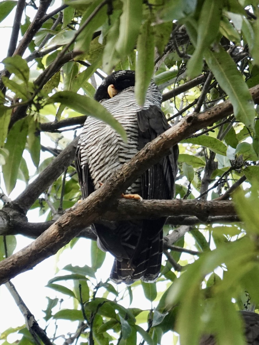 Black-and-white Owl - ML641348865
