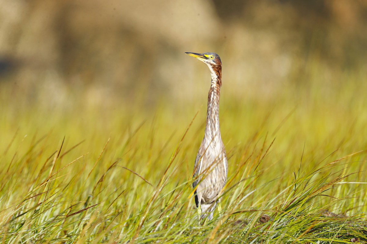 Green Heron - ML641348868