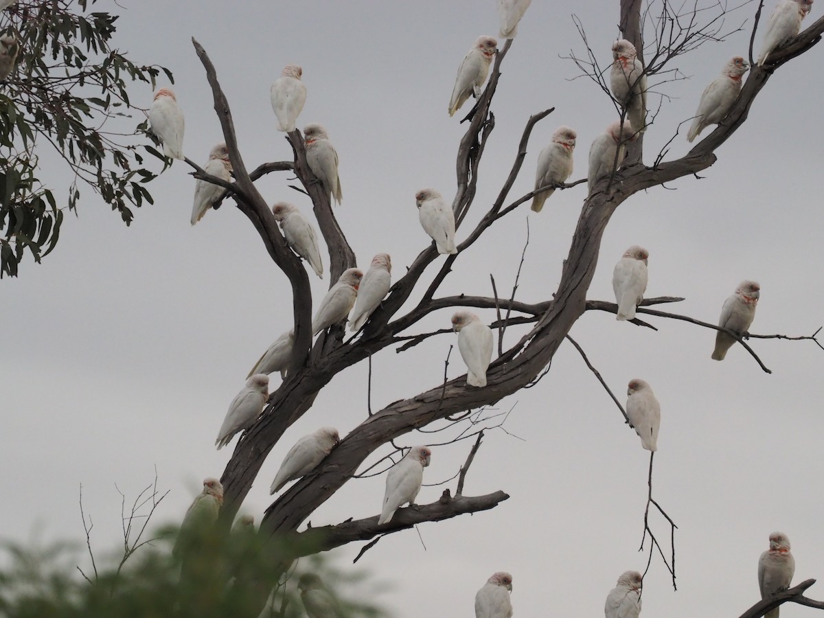 Long-billed Corella - ML641348884