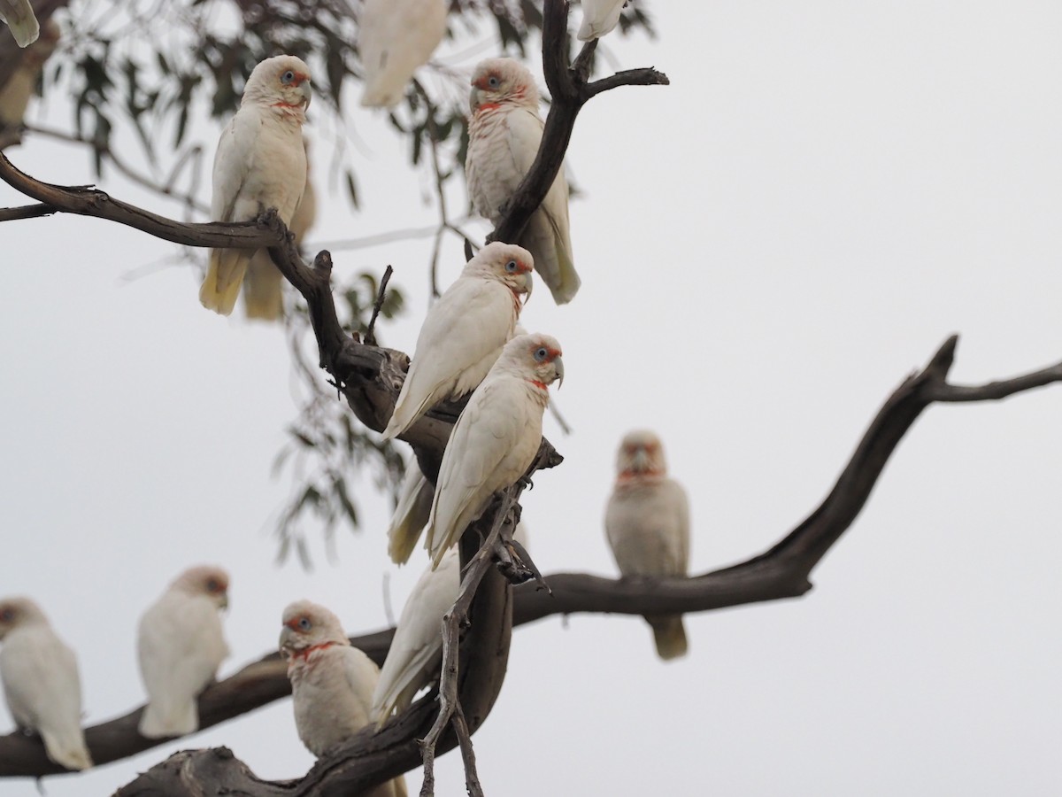 Long-billed Corella - ML641348900