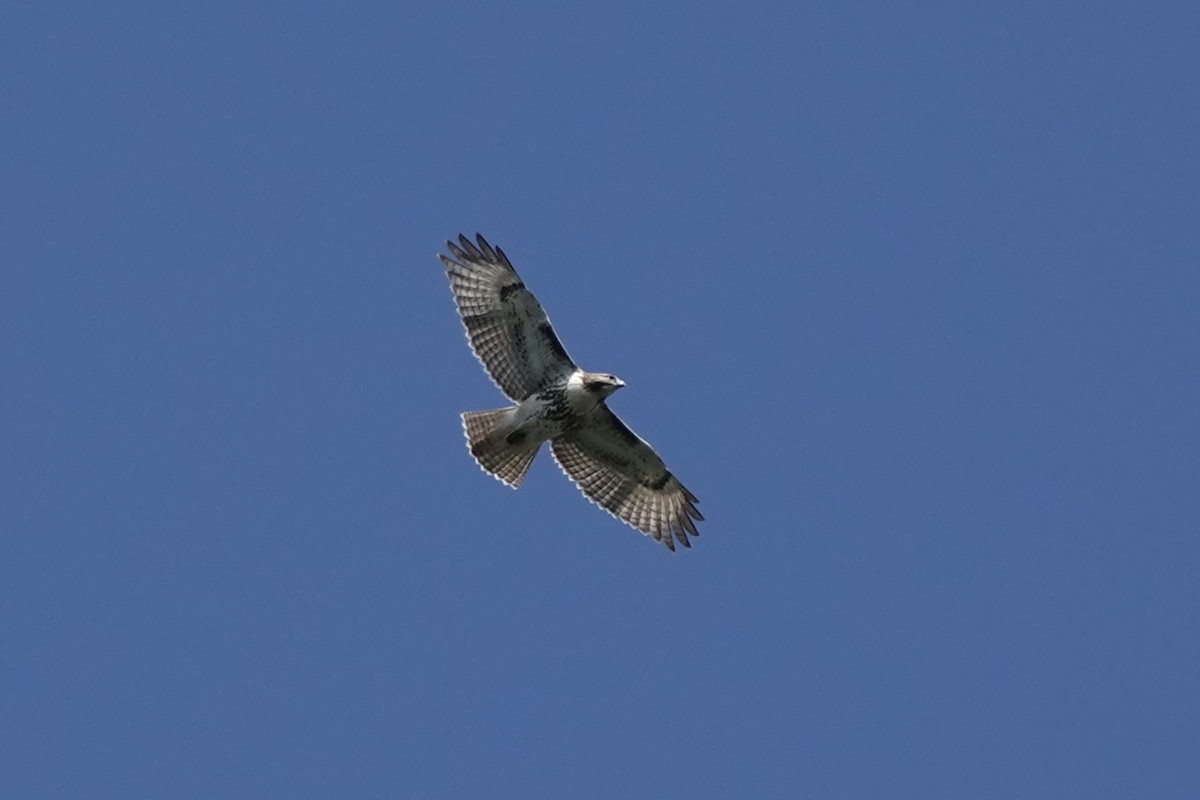 アカオノスリ - ML641348906