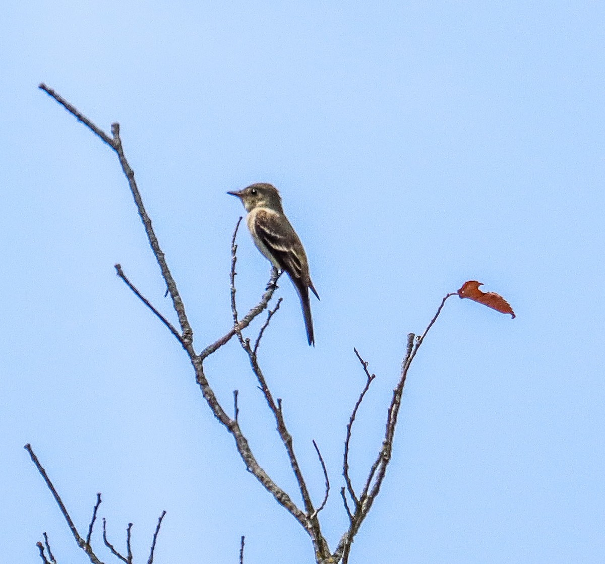Eastern Wood-Pewee - ML641348926