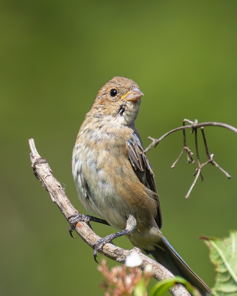 ルリノジコ - ML641348928