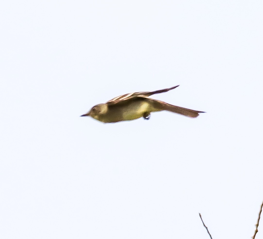 Acadian Flycatcher - ML641348930