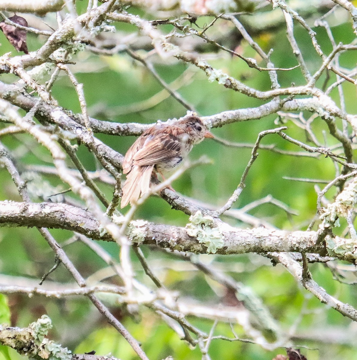 Field Sparrow - ML641348938