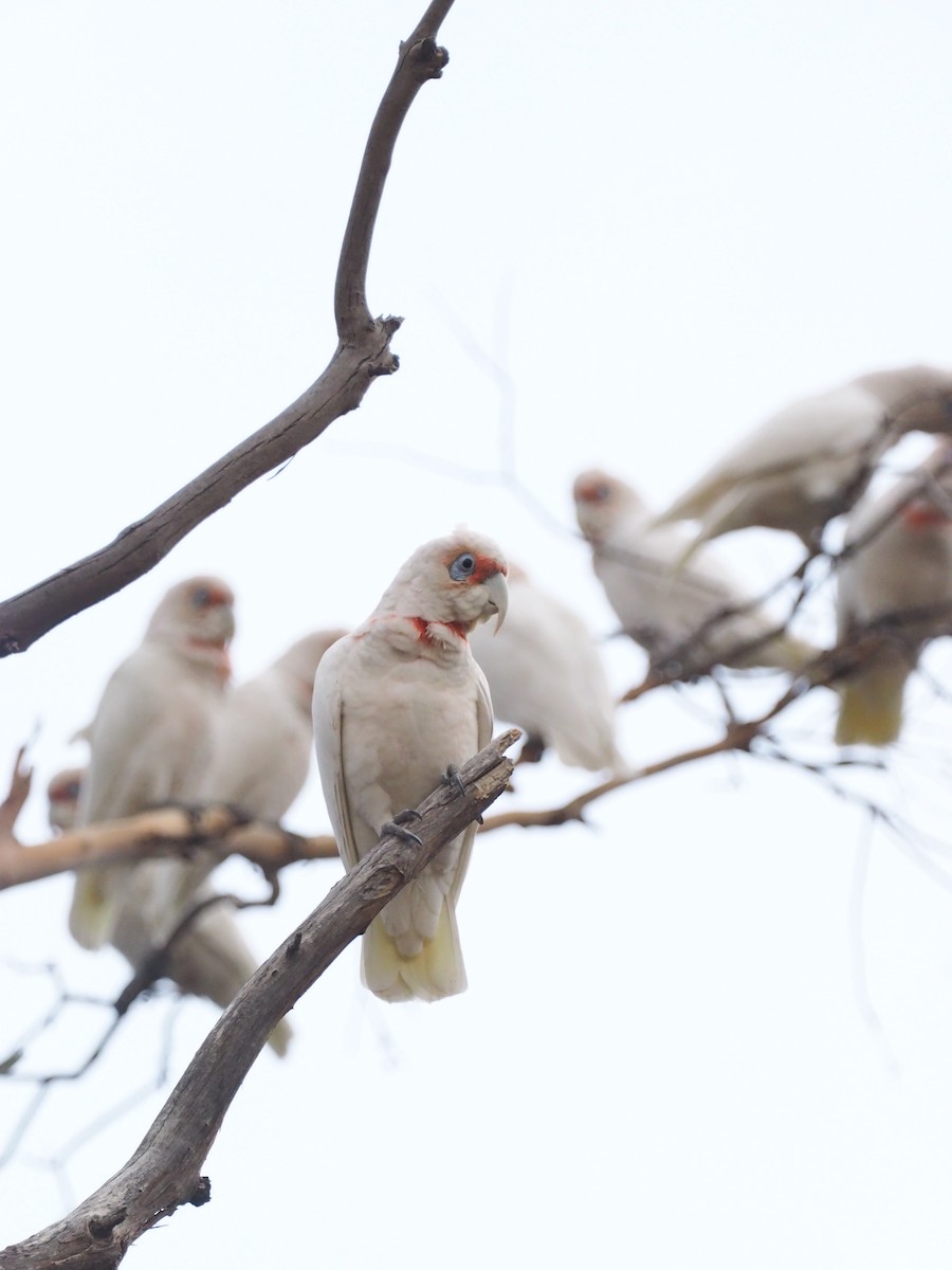 Long-billed Corella - ML641348940