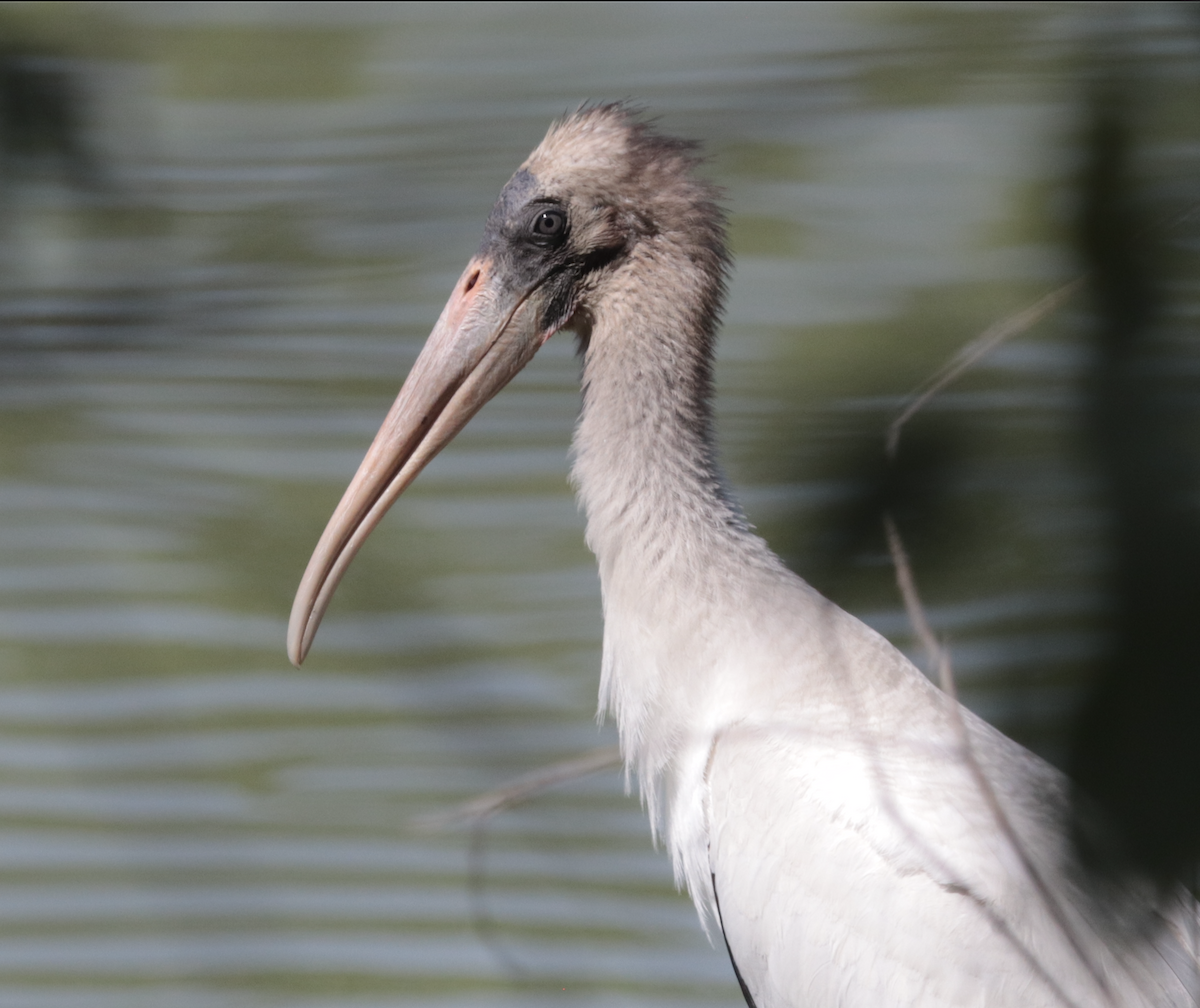 Wood Stork - ML641348947