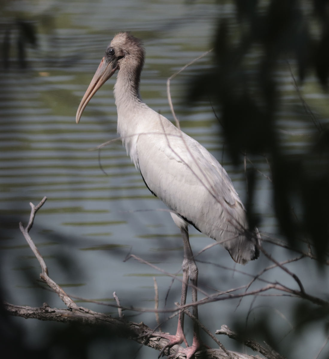 Wood Stork - ML641348950