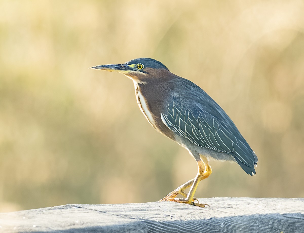 Green Heron - ML641348959