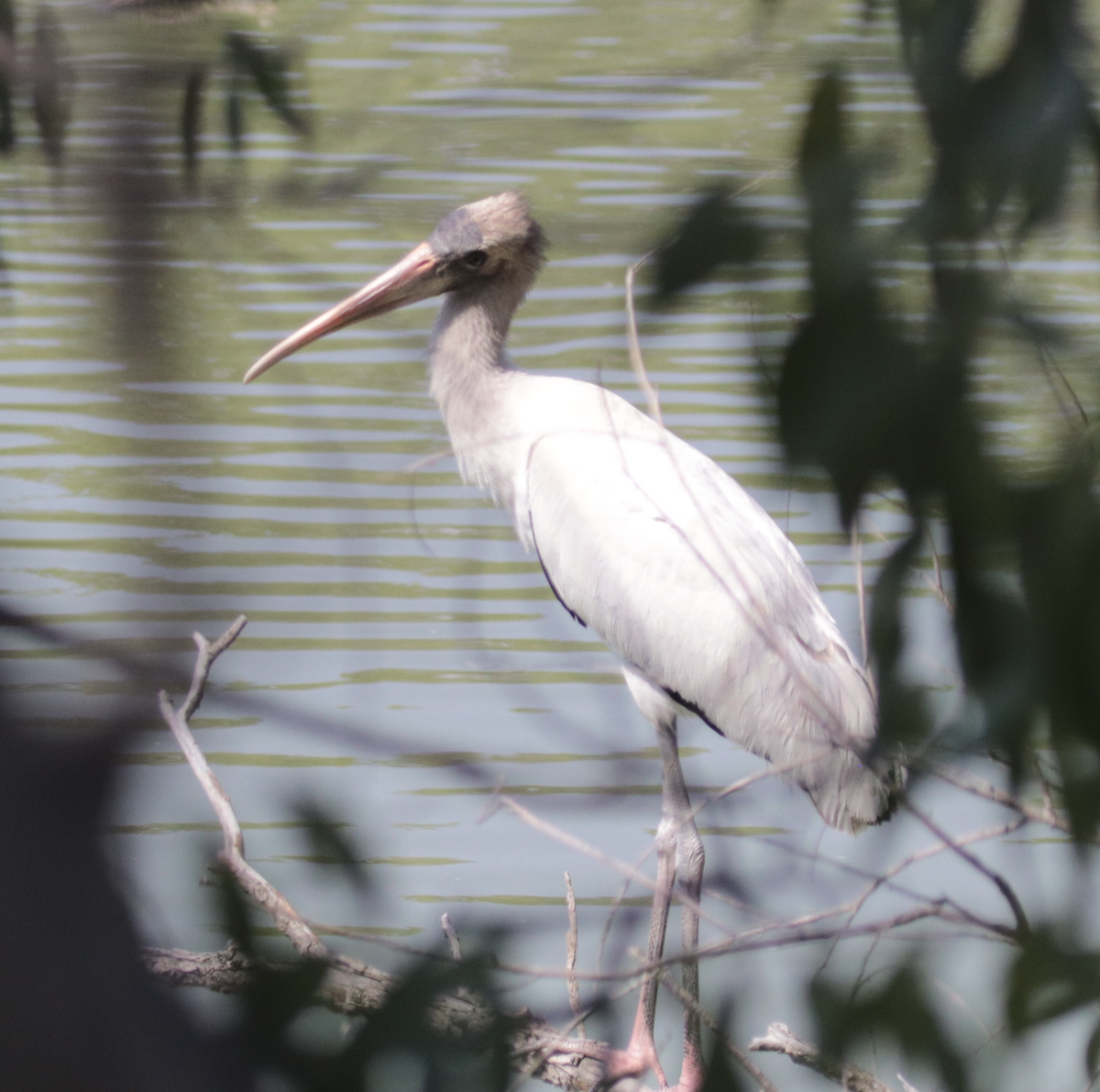 Wood Stork - ML641348986