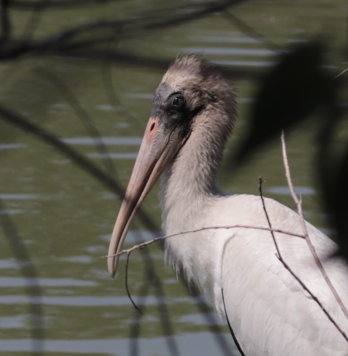 Wood Stork - ML641348990