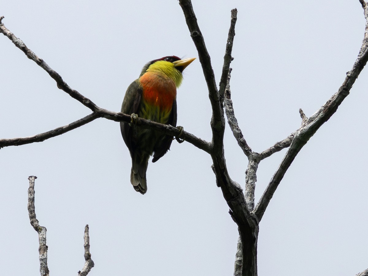 Lemon-throated Barbet (Lemon-throated) - ML641348993