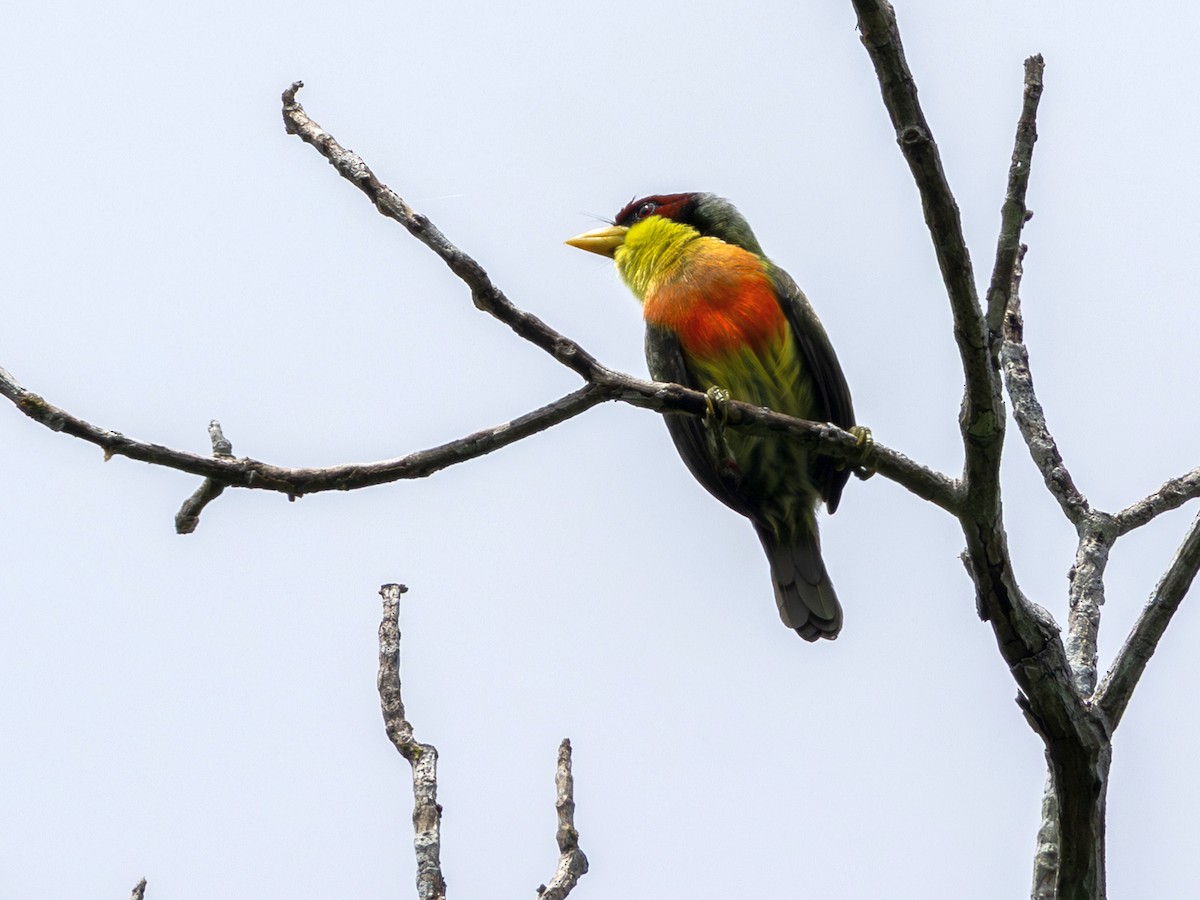 Lemon-throated Barbet (Lemon-throated) - ML641348994