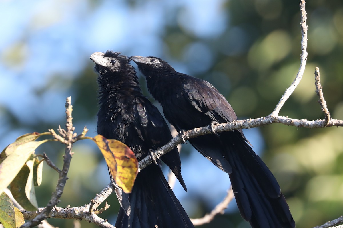 Groove-billed Ani - ML641349014