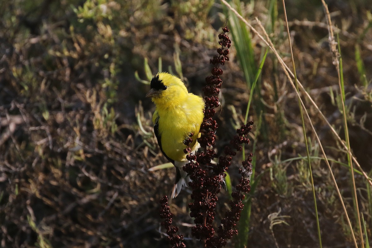 American Goldfinch - ML641349016