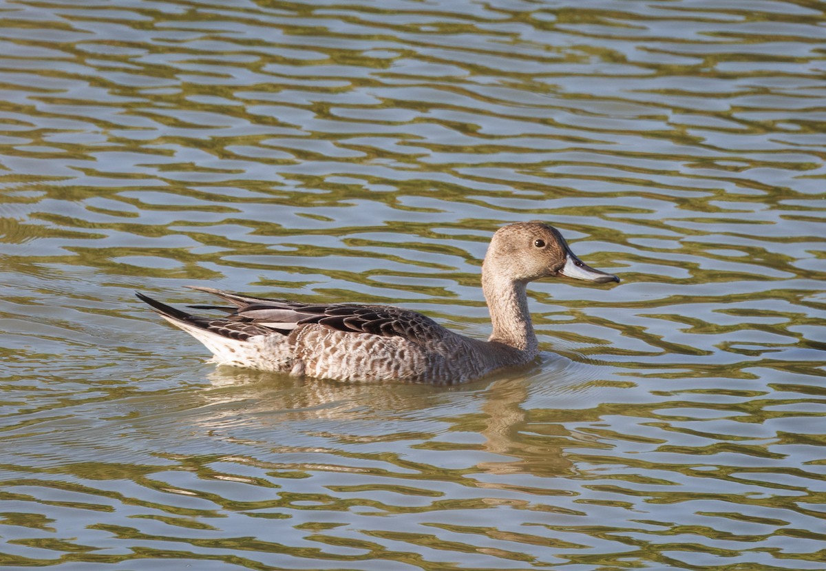 stjertand - ML641349024