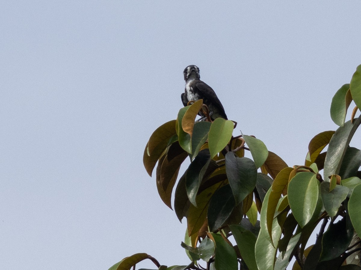 White-browed Purpletuft - ML641349029