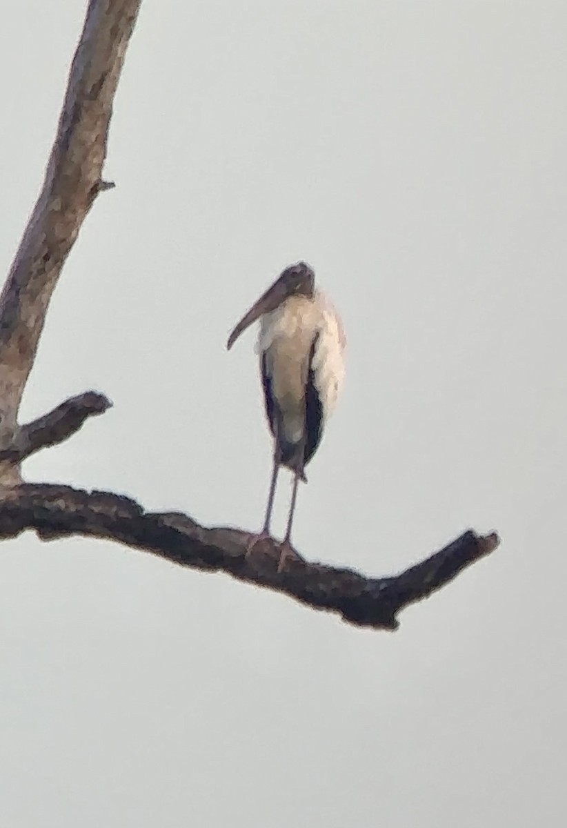 Wood Stork - ML641349030