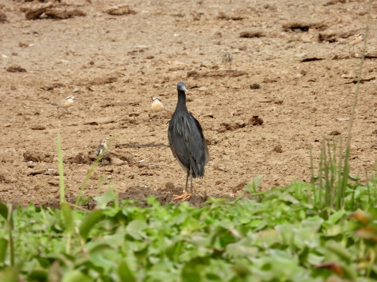 Black Heron - ML641349046