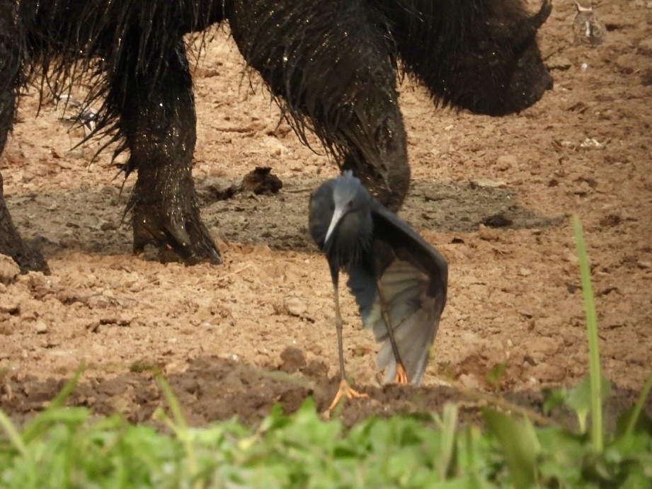 Black Heron - ML641349047
