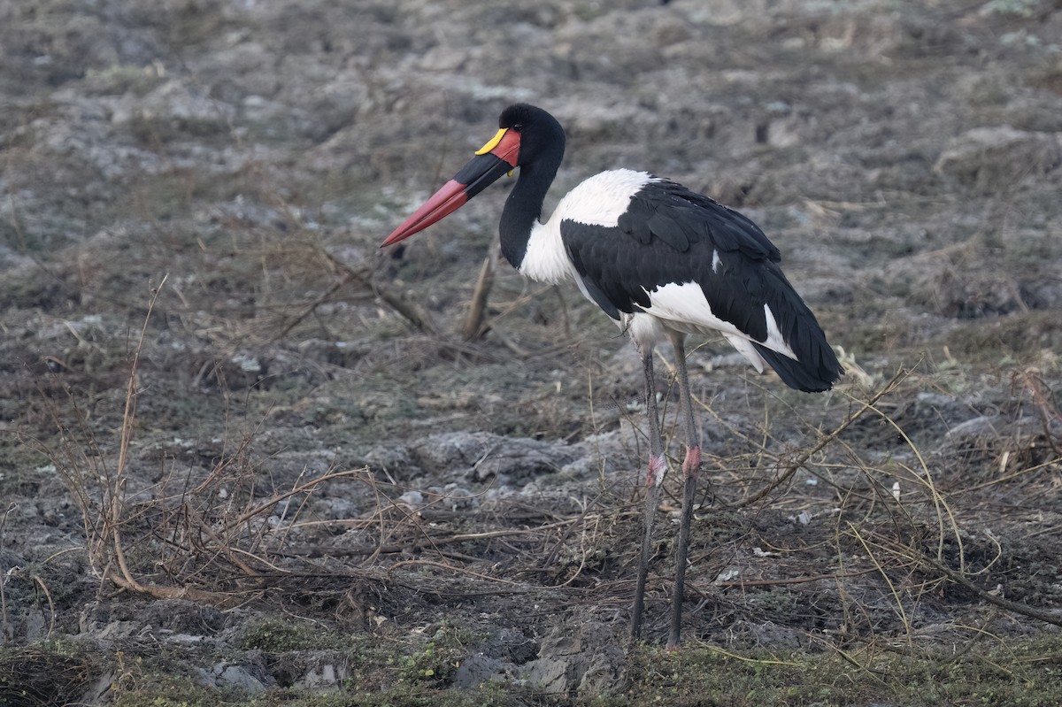 Saddle-billed Stork - ML641349048