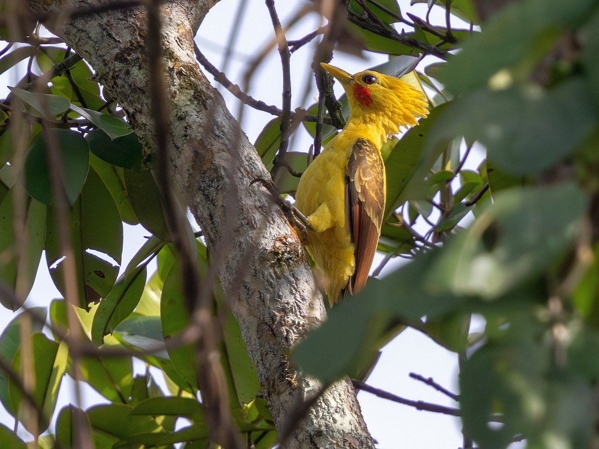 Cream-colored Woodpecker - ML641349056