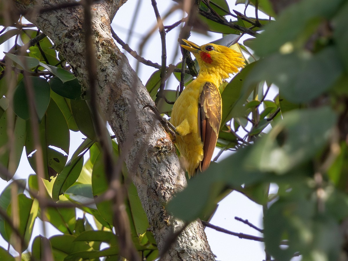 Cream-colored Woodpecker - ML641349057