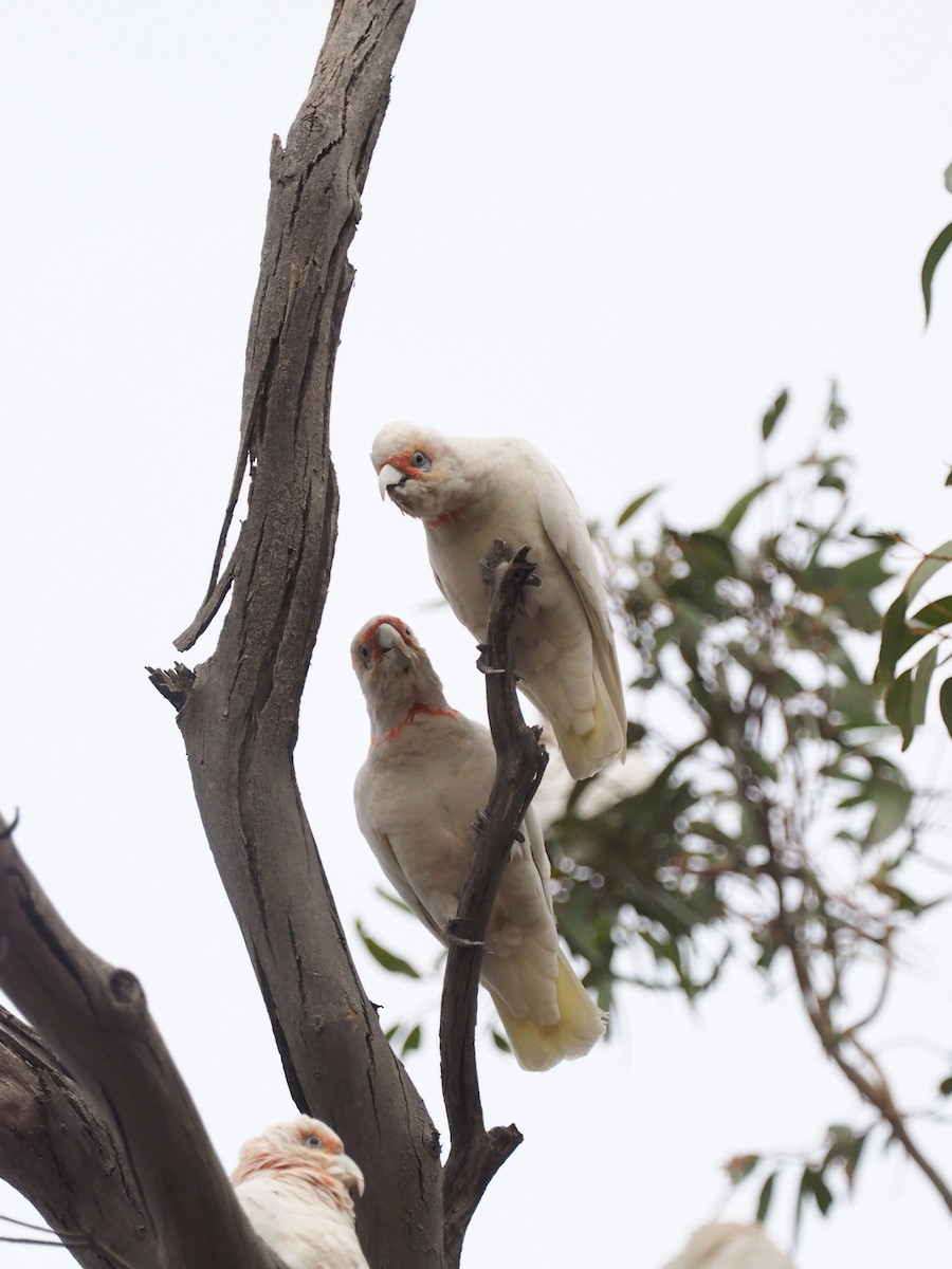 Long-billed Corella - ML641349085
