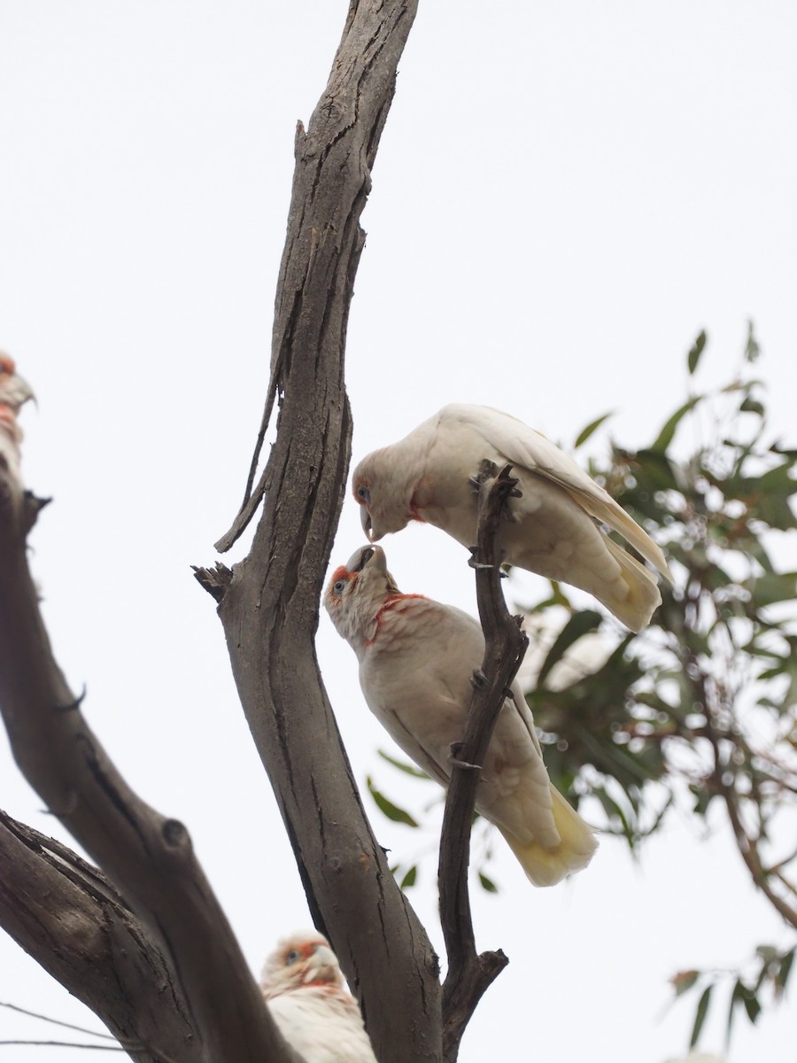 Long-billed Corella - ML641349086