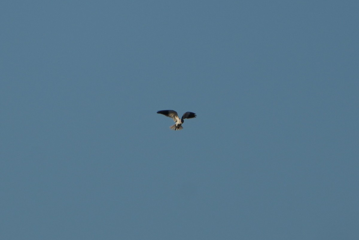 Black-winged Kite - ML641349168