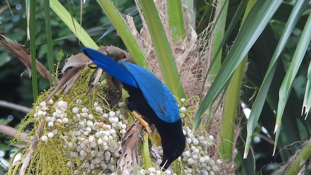 Yucatan Jay - ML641349169