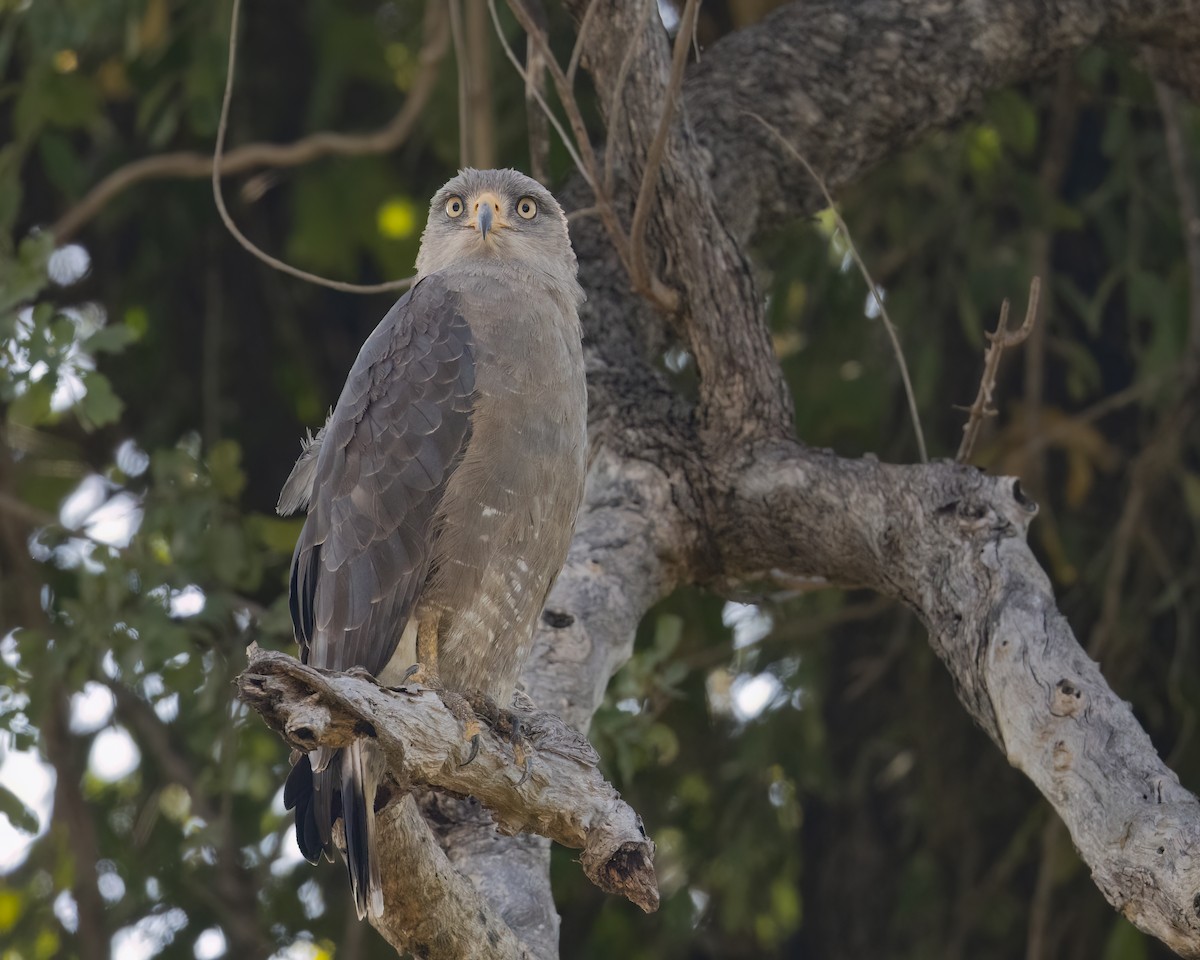 Western Banded Snake-Eagle - ML641349247