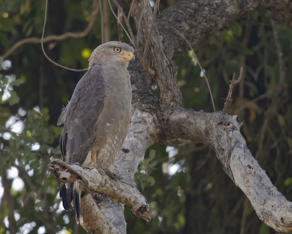 Western Banded Snake-Eagle - ML641349248