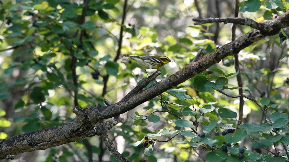 Townsend's Warbler - ML641349295