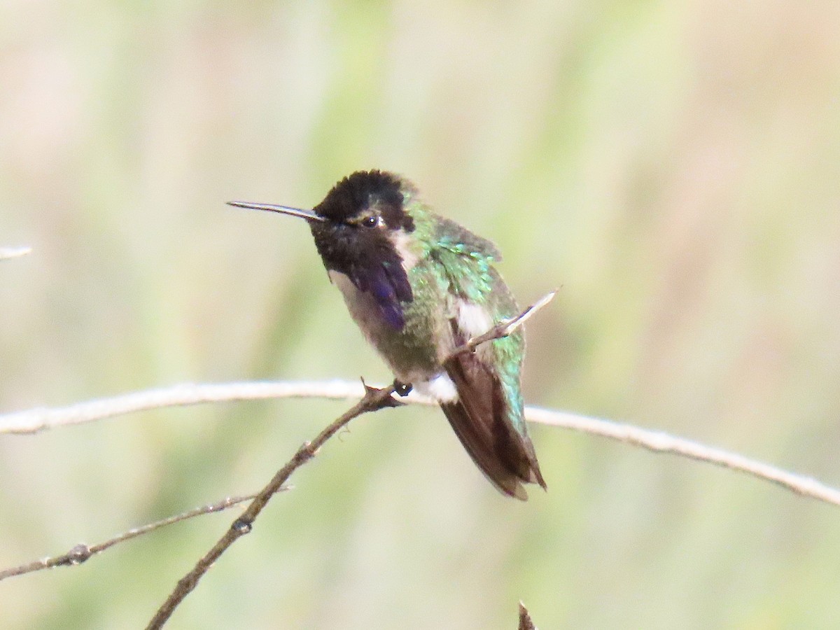 Costa's Hummingbird - ML641349333
